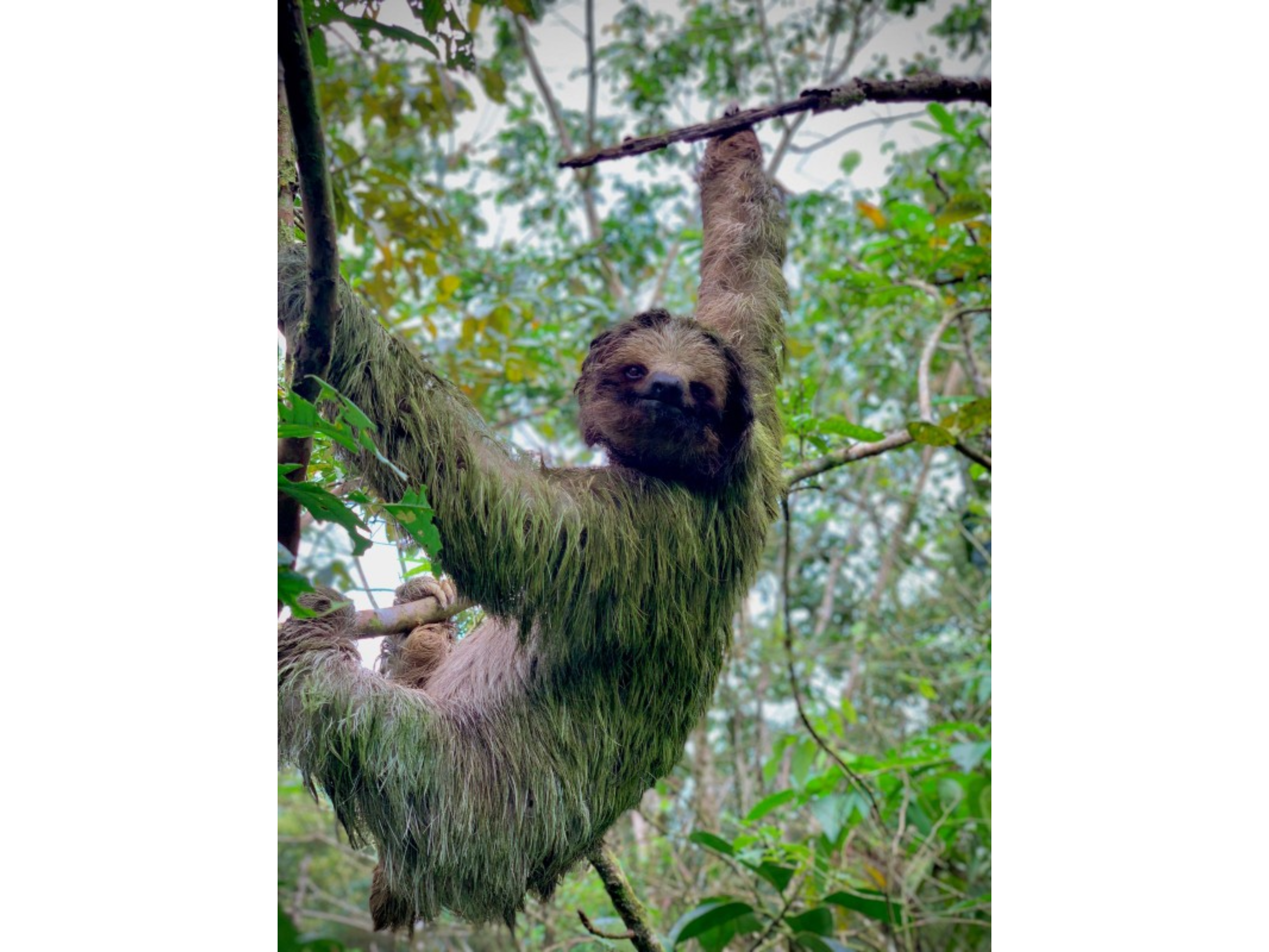 Sloth, Coffee, Chocolate and Waterfall Tour